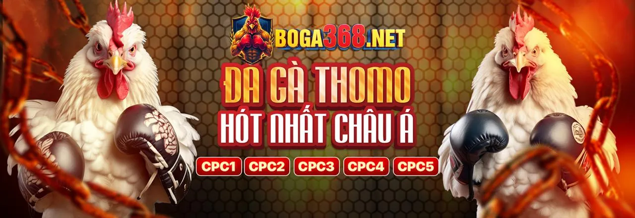 Đấu trường đá gà trực tuyến ST8